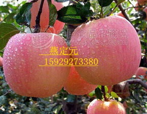 冷库红富士 批发价格 厂家 图片 食品招商网